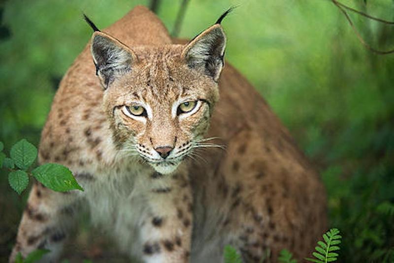 Ein Luchs blickt direkt in die Kamera
